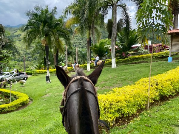 disfruta del recorrido en caballo por los lugares del ecoparque vayju.