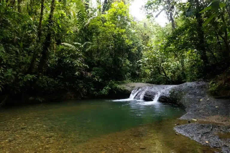 disfruta de esta pasadía a San Cipriano y descubre sus aguas naturales rodeada de arboles, un lugar ideal para un ambiente relajado.